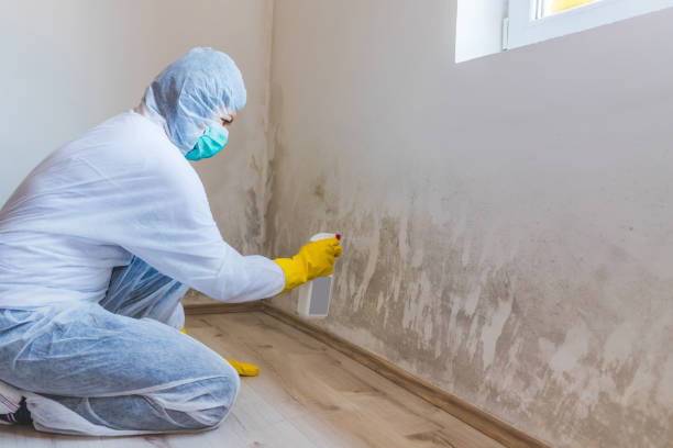 Black mold inspection in Concord