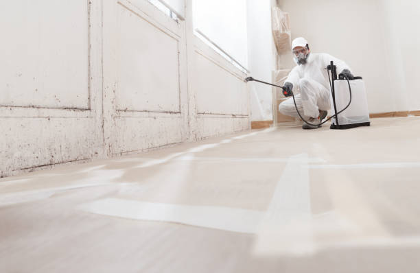 Black mold remediation team in Concord
